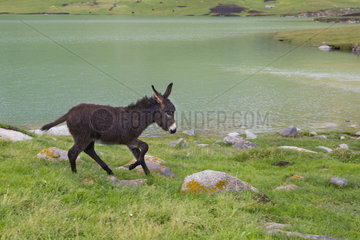 Donkey by the Lake Kol Ukok  Kotchkor  Naryn Province  Kyrgyzstan