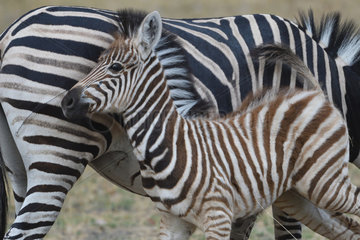 Chapman's zebra (Equus quagga chapmani) with young  Botswana