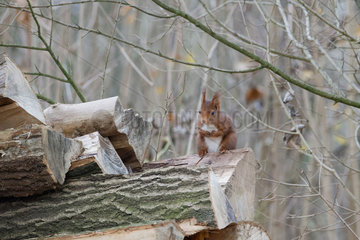 Eurasian red squirrel (Sciurus vulgaris) on a log  Lorraine  France