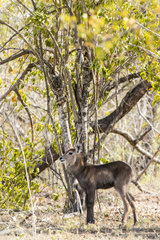 Waterbuck (Kobus ellipsiprymnus)  young  Sabi Sands Reserve  South Africa