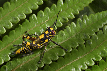 Grasshopper (Orthoptera sp)  Andasibe  Perinet  Alaotra-Mangoro Region  Madagascar
