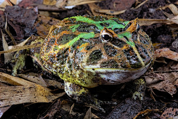 Pacman frog or Chacoan horned frog (Ceratophrys cranwelli)