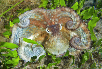 Common Octopus (Octopus vulgaris) on bottom  Tenerife  Canary Islands