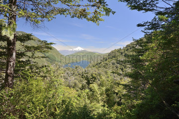 Parque Nacional Huerquehue  view of Villarica Volcano and Lake Tinquilca  IX Region of Araucania  Chile