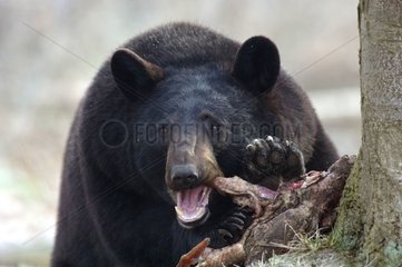 Amerikanischer Schwarzbär verschlingt eine Charognethoiry France