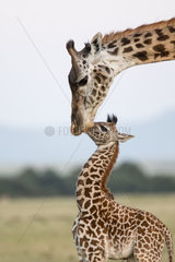 Masai Giraffe (Giraffa camelopardalis tippelskirchi)  female and its young  Masai-Mara National Reserve  Kenya
