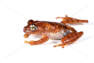 Fiery Bright-eyed Frog (Boophis pyrrhus) on white background  Andasibe  Perinet  Region Alaotra-Mangoro  Madagascar