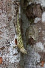 Green Spiny Lizard (Sceloporus malachiticus) on a tree trunk  Yucatan Peninsula  Mexico