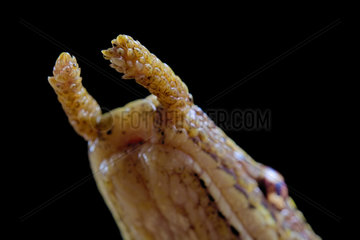 Portrait fo Tentale snake (Erpeton tentaculatum) on black background. Aquatic specie.