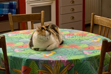 Cat lying on a kitchen table France
