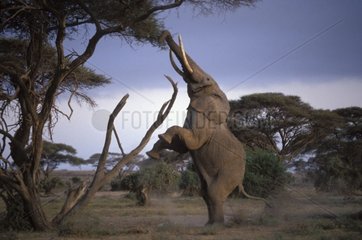 Eléphant d'Afrique mâle debout pour atteindre tendre pousse