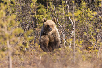 Brown bear (Ursus arctos) in forest  Finland
