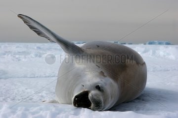 Crabeater seal lied down on ice-floe yawning Terre Adelie