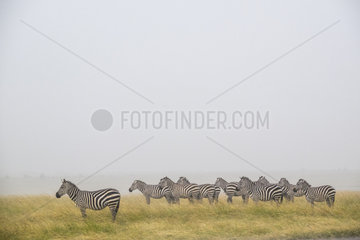 Grant's Zebras (Equus burchelli granti)  group under the rain  Masai-Mara National Reserve  Kenya