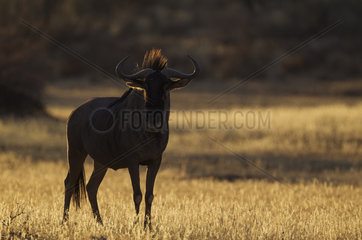 Blue Wildebeest (Connochaetes taurinus). In the last light of the evening. Kalahari Desert  Kgalagadi Transfrontier Park  South Africa.