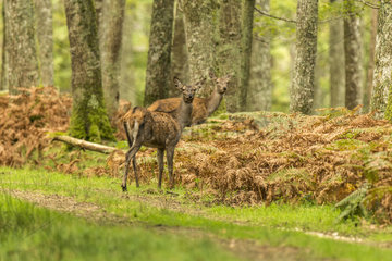 Red Deer (Cervus elaphus) hinds in a clearing in autumn  Châtillon-sur-Seine  Burgundy  France