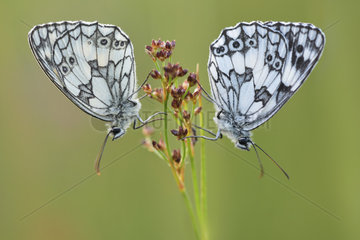 Marbled white (Melanargia galathea) couple in a wet area of the bourbonnais bocage in June  Auvergne  France