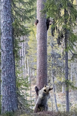 Brown bear (Ursus arctos) cub on tree  Finland