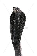 Portrait of Morrocan black cobra (Naja haje legionis) on white background