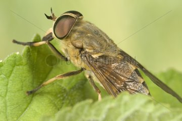 Horsefly resting landed on a leaf Saône-et-Loire