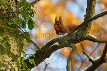 Eurasian red squirrel (Sciurus vulgaris) on a branch  Lorraine  France