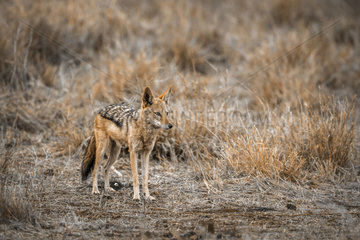 Black-backed jackal (Canis mesomelas) in Kruger National park  South Africa