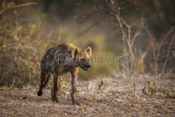 Spotted hyaena (Crocuta crocuta) walking in Kruger National park  South Africa
