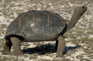 Aldabra Elephantiner Turtle Marchant Seychellen