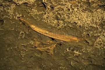 Fossile Baleen Wal Unterkiefer Halbinsel Valdes