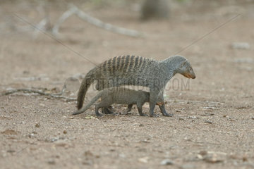 Banded mongoose (Mungos mungos) and young  Kruger NP  South Africa