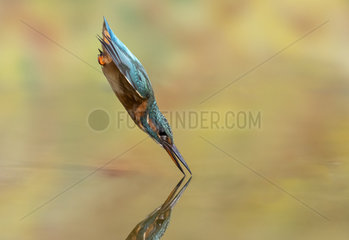 Kingfisher (Alcedo atthis) diving  England