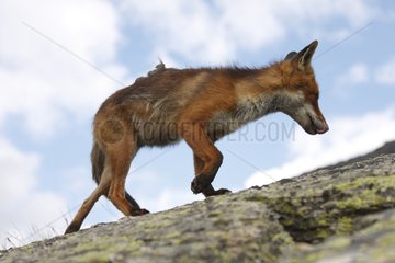 Red Fox on a rock Gran Paradiso National Park