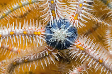 Common brittle-star (Ophiothrix fragilis) detail  Around the Island of Oleron  Atlantic Ocean  France