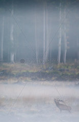 Red Deer (Cervus elaphus) male bellowing in the mist  Ardennes  Belgium