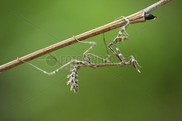 Conehead mantis (Empusa pennata) imago  Bulgaria