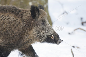 Portrait of Wild boar (Sus scrofa) in a snowy undergrowth  Ardennes  Belgium