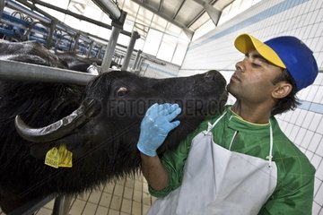 Zärtlichkeit zwischen einem Arbeiter und einem weiblichen Büffel Italien