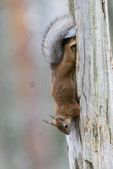 Red squirrel ((Sciurus vulgaris) on trunk  Kajaani  Kuhmo area  Finland