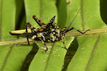 Northern Devil's Pygmy Grasshopper (Holocerus taurus)  Andasibe  Perinet  Alaotra-Mangoro Region  Madagascar