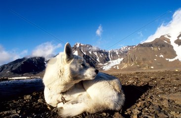 Siberian Husky Prins Carls Forland Svalbard Norway
