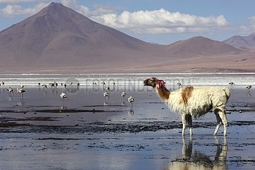 Lama drinking in the Laguna Colorada Bolivia