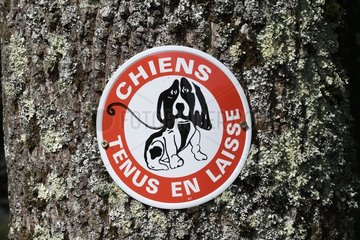 Signage of dogs on a leash attached to a tree trunk in Cantal  Auvergne  France