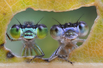 Two damselflies looking through the hole made by a caterpillar on a leaf