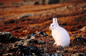 Lièvre arctique assis au milieu de la toundra