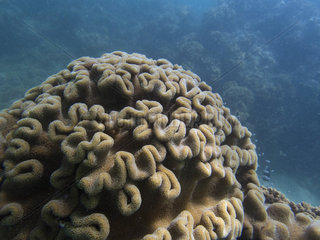 Mushroom coral (Sarcophyton sp)  Great Barrier Reef  UNESCO World Heritage Site  Queensland  Upolu Reef  Australia