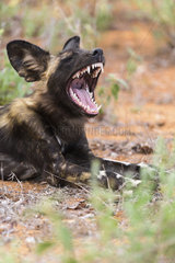 African Wild Dog (Lycaon pictus) yawning  South Africa  Kruger national park