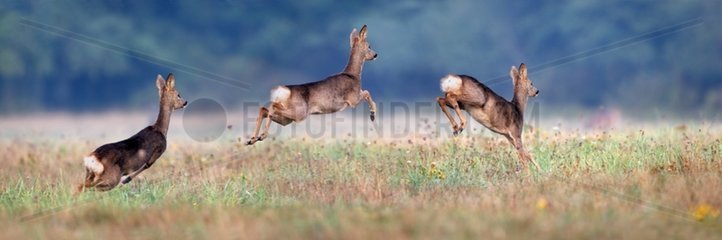 Sequence of a female Roe deer jumping in a fallow France