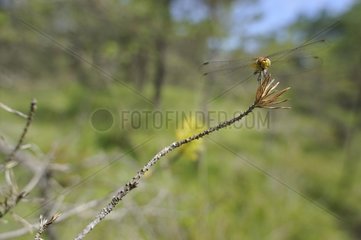 Dragonfly posing on a branch near a pond Switzerland