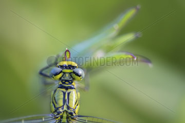 Yellow-legged Clubtail (Gomphus pulchellus) female on a wild plant in a wet area in spring  Auvergne  France