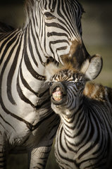 Zebra baby making a grimace next to his mother  Ngorongoro National Park  Tanzania